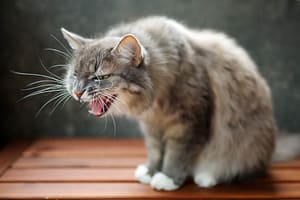 Natural Treatment Of Asthma In Cats