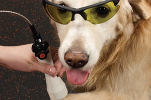 Reasons Laser Treatment is Great for Dog's Health
